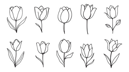 minimalist tulip drawing delicate floral sketch