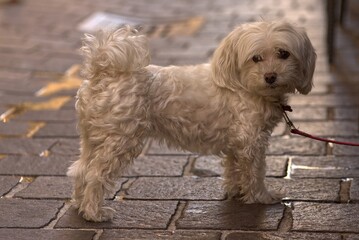 Small white Maltese dog in the alley.