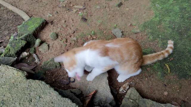 An outdoor cat walks across with a caecilian in its mouth&mdash;a rare, limbless amphibian species. The cat places the caecilian on the ground, then sniffs, bites softly, and examines it with interest.
