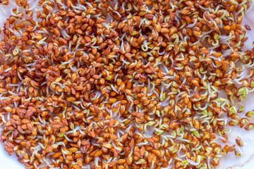 Close up of sprouts with a white background. The sprouts are brown and green. There are many sprouts in the image.