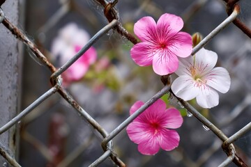 A fence with flowers on it