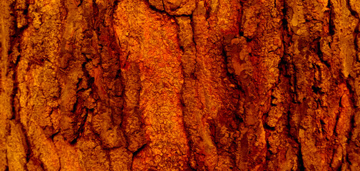 Close-up of rough tree bark texture showing natural patterns and earthy tones. The detailed surface of the bark displays layers of dark brown and grey, ideal for use in nature-themed backgrounds.