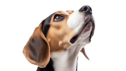 beagle dog isolated on white background sitting and watching upside