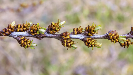 Larch twig showing bright buds on a sunny day in early spring