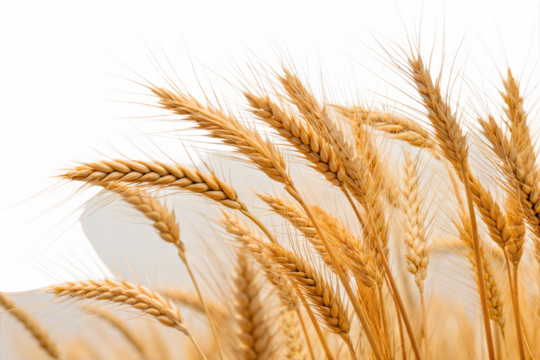 Ripe wheat ears or heads set isolated 