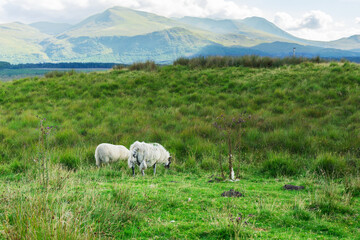 Obraz premium Two sheep grazing peacefully in a meadow with mountains in the background in the Scottish Highlands, Scotland