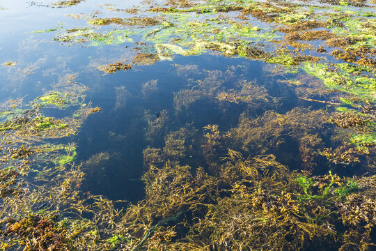 Green and brown seaweed floating on the surface of the water in Scotland