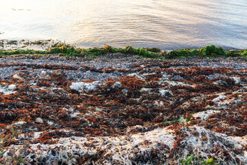 Seaweed covering rocky beach in Isle of Skye, Scotland, at sunset