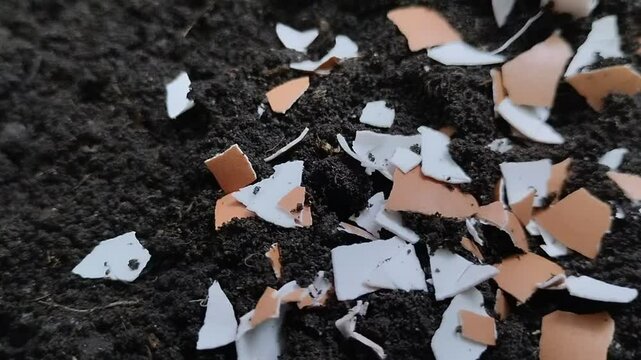 chicken egg shell fragments on the ground. concept of benefits of chicken egg shells for plants