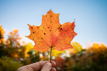 An orange maple leaf held up to a blue sky