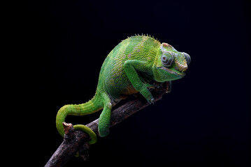 Female fischer chameleon on a black background