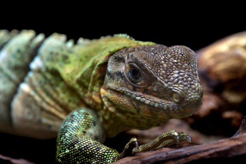 Spiny tailed iguana on a tree