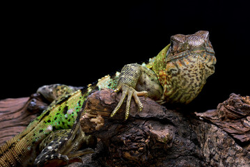 Spiny tailed iguana on a tree