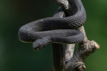 Black mangrove pit viper on a tree branch