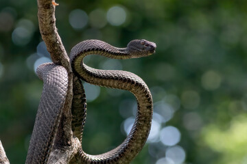 Black mangrove pit viper on a tree branch