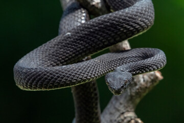 Black mangrove pit viper on a tree branch