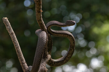 Black mangrove pit viper on a tree branch
