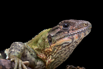 Spiny tailed iguana on a tree