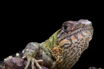 Spiny tailed iguana on a tree