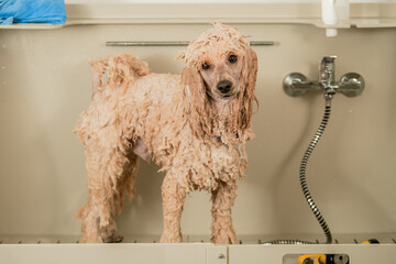 Wet poodle bathing in professional grooming salon