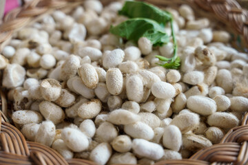 A basket full of white silk cocoons