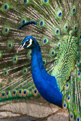 Obraz premium Peacock bird showing colorful tail feathers in São Jorge Castle
