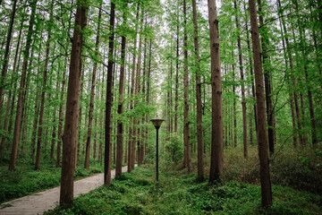 Single Lamp in the Middle of a Lush Green Forest