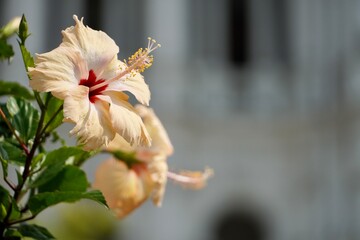 Hibiscus Sandal color flower bloom at summer morning.