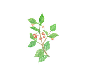 Obraz premium 水彩絵の具で描いたマユミの枝のイメージカット