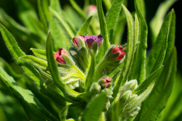 Lungwort, Pulmonaria officinalis. 
It is a garden and medicinal plant. Early honey plant. Expectorant and emollient for mucous membrane infections.