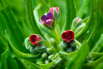 Lungwort, Pulmonaria officinalis. 
It is a garden and medicinal plant. Early honey plant. Expectorant and emollient for mucous membrane infections.