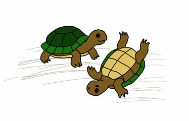 two turtles are playing together