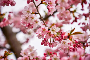Macro close-up of delicate pink cherry blossoms with dark stamens on a thin branch, soft petals scattered on a dreamy gray backdrop