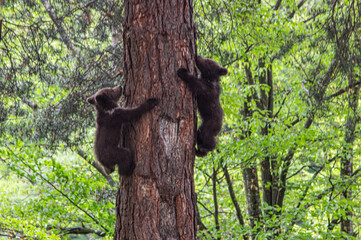 Bear cubs climbing in Romania