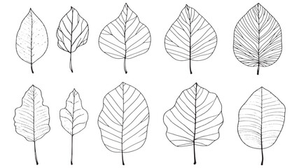 Beech leaf elegant natural shape drawing