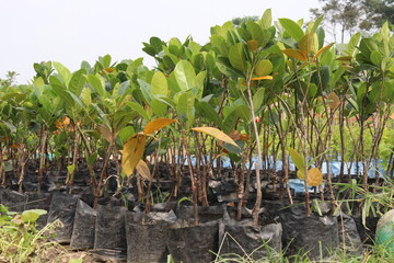 jackfruit plant on farm for sell