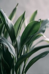 곧게 뻗은 잎이 강조된 세련된 실내 식물 이미지 AI 생성