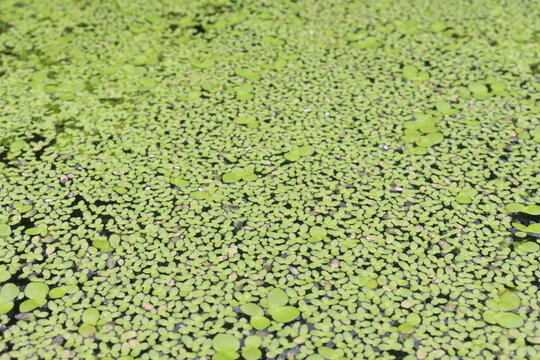 Common Duckweed or lesser duckweed or Lemna minor