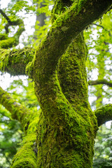 Fototapeta premium 苔むす樹木と新緑の森の風景 Moss-covered tree branches in a lush green forest