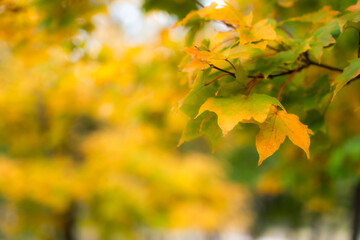 Obraz premium 秋に染まる黄色いもみじの葉 Yellow autumn maple leaves in vibrant fall colors