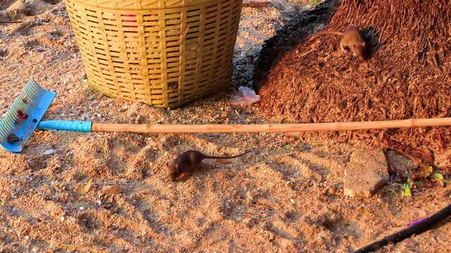 Fat rats rat on beach with garbage in Pattaya Thailand.