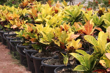 Green Petra Croton leaf plant on nursery