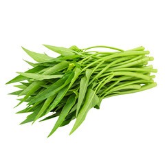 Fototapeta premium Bunch of fresh morning glory showing vibrant green color and natural stem texture on transparent background, suitable for health food promotion, vegetarian cooking blogs, and food education charts.