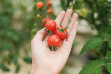 tomatoes in hand is organic food 