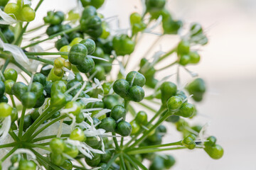 Fruit capsules of ramsons (Allium ursinum). Botanic detail.
