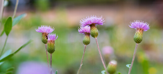 panoramic view of thistle on green color bokeh background	