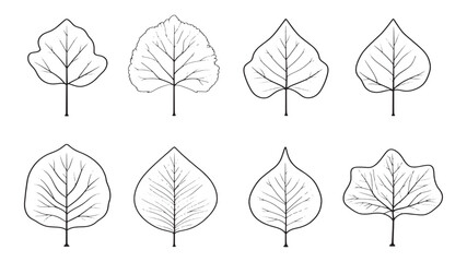 Obraz premium Coriander leaf fragrant fresh culinary herb