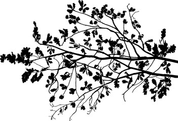 Vector illustration of natural oak branch