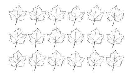 Obraz premium Hickory Leaf Detailed Natural Plant Drawing