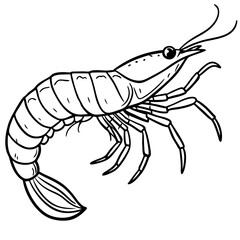 Line art drawing of a single shrimp